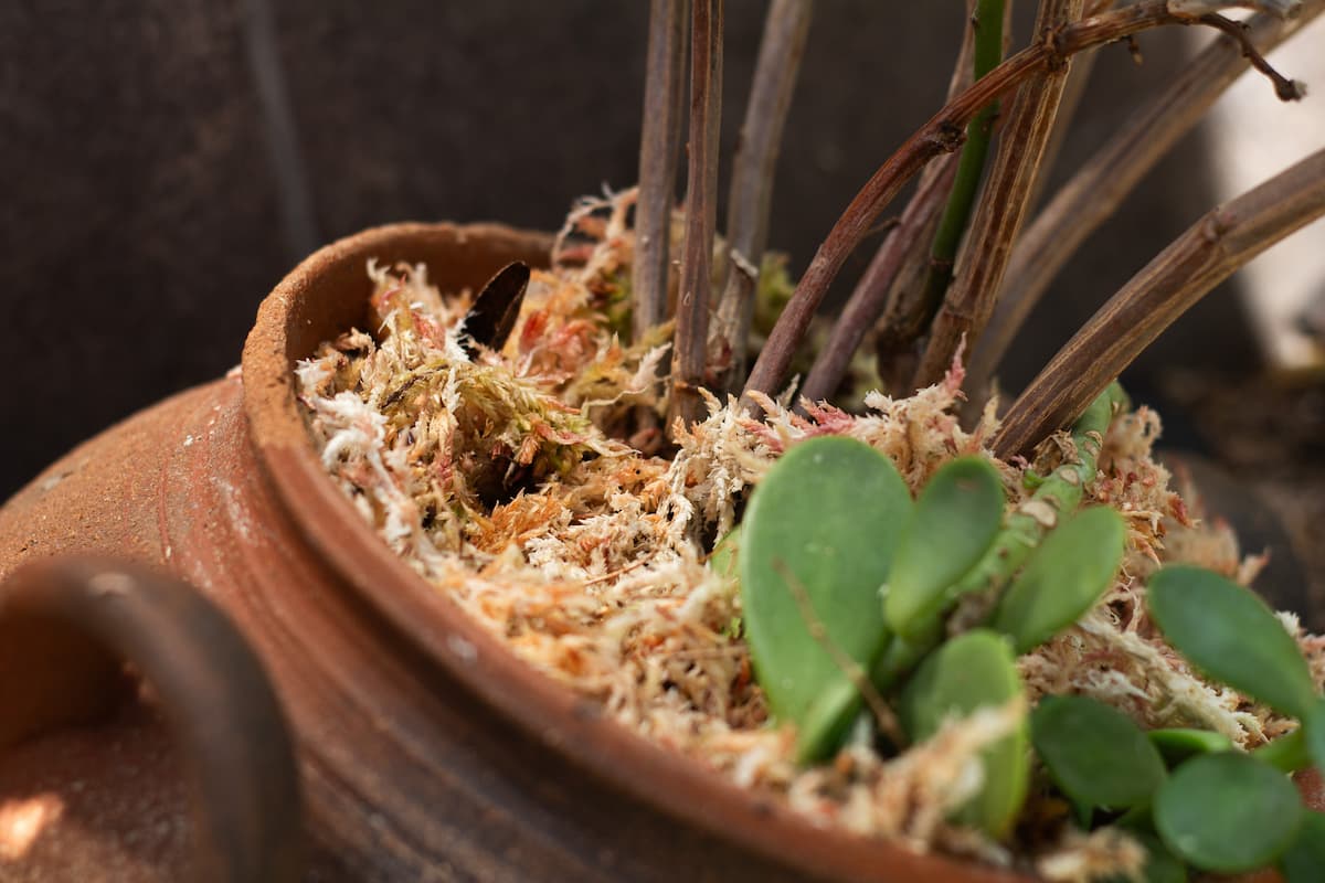 11 lb Peruvian Sphagnum Moss