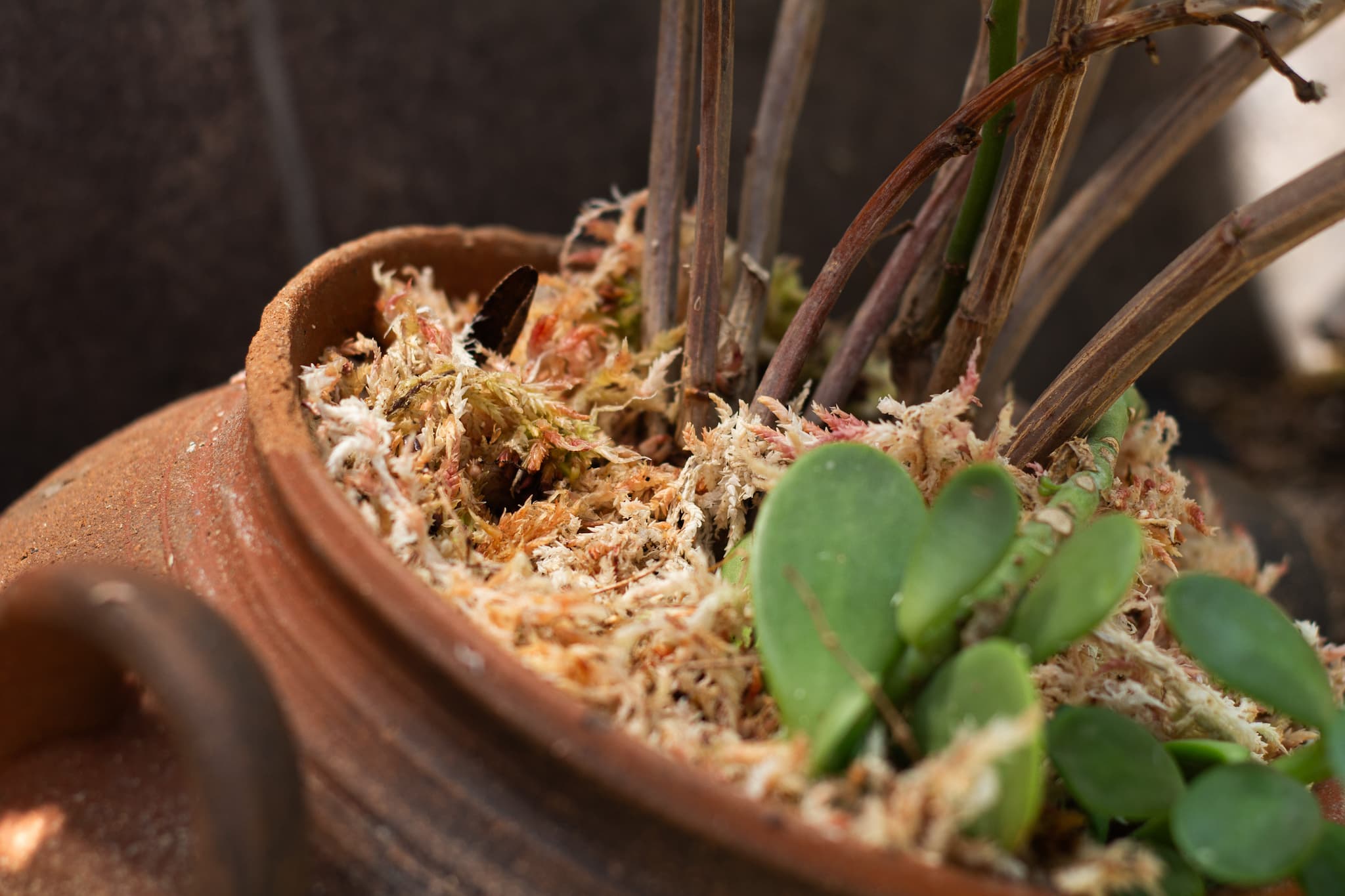 11 lb Peruvian Sphagnum Moss