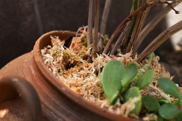 11 lb Peruvian Sphagnum Moss