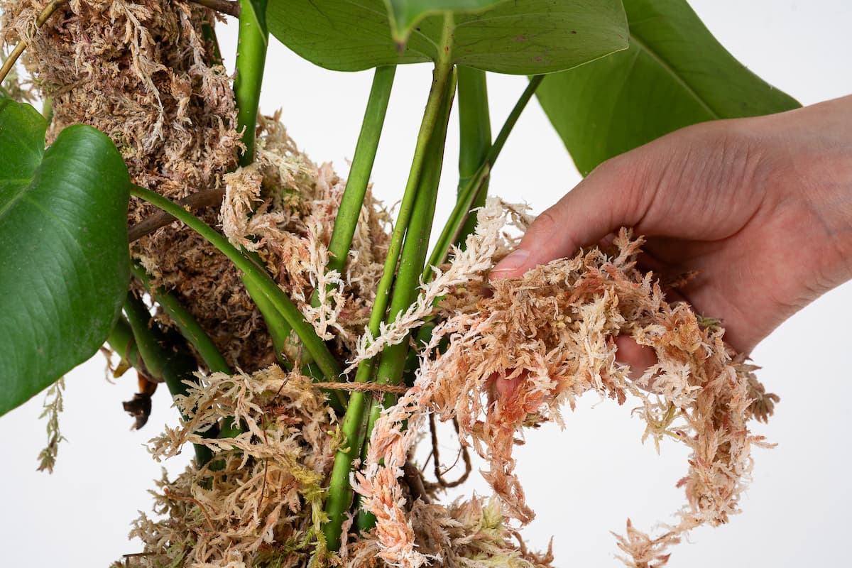Sphagnum Moss from Peruvian Highlands